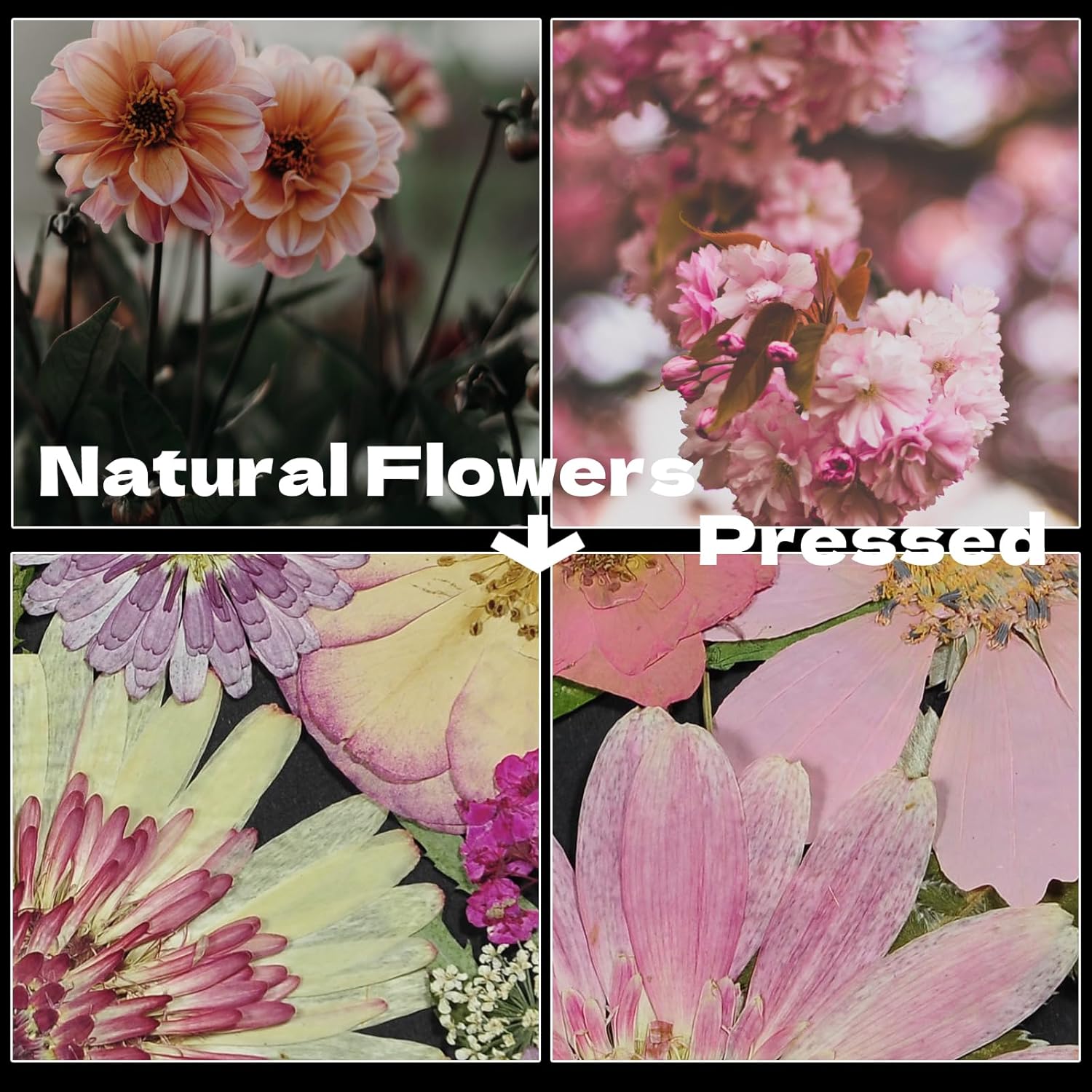 CONVELIFE Flores secas prensadas blancas, juego de 40 piezas de flores naturales reales con pinzas, flores prensadas para resina, bricolaje,