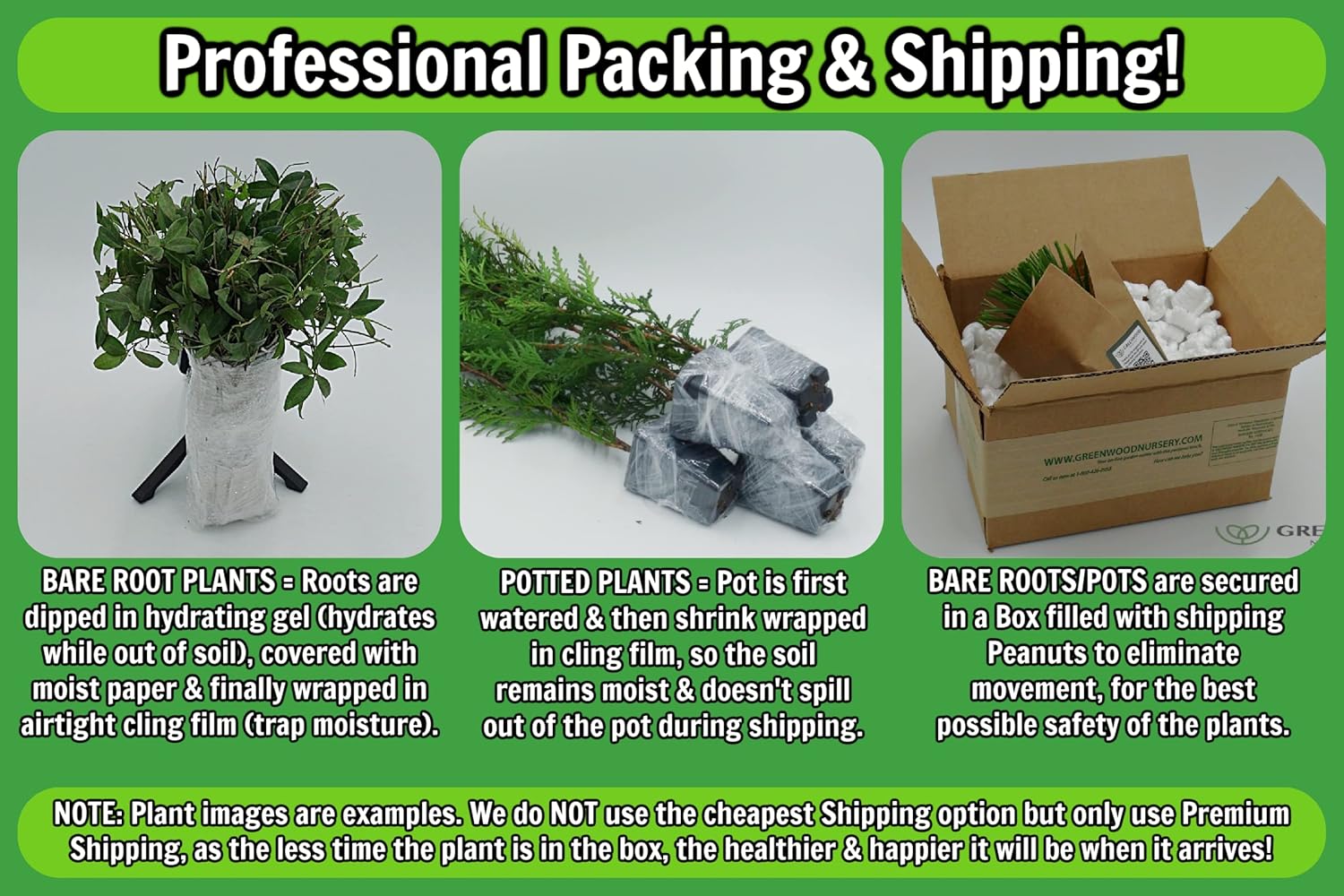 Greenwood Nursery Plantas arbustivas vivas – Arbusto ardiente enano + Euonymus Alatus – Cantidad 5 macetas de 3.5 pulgadas – (Haga clic para ver