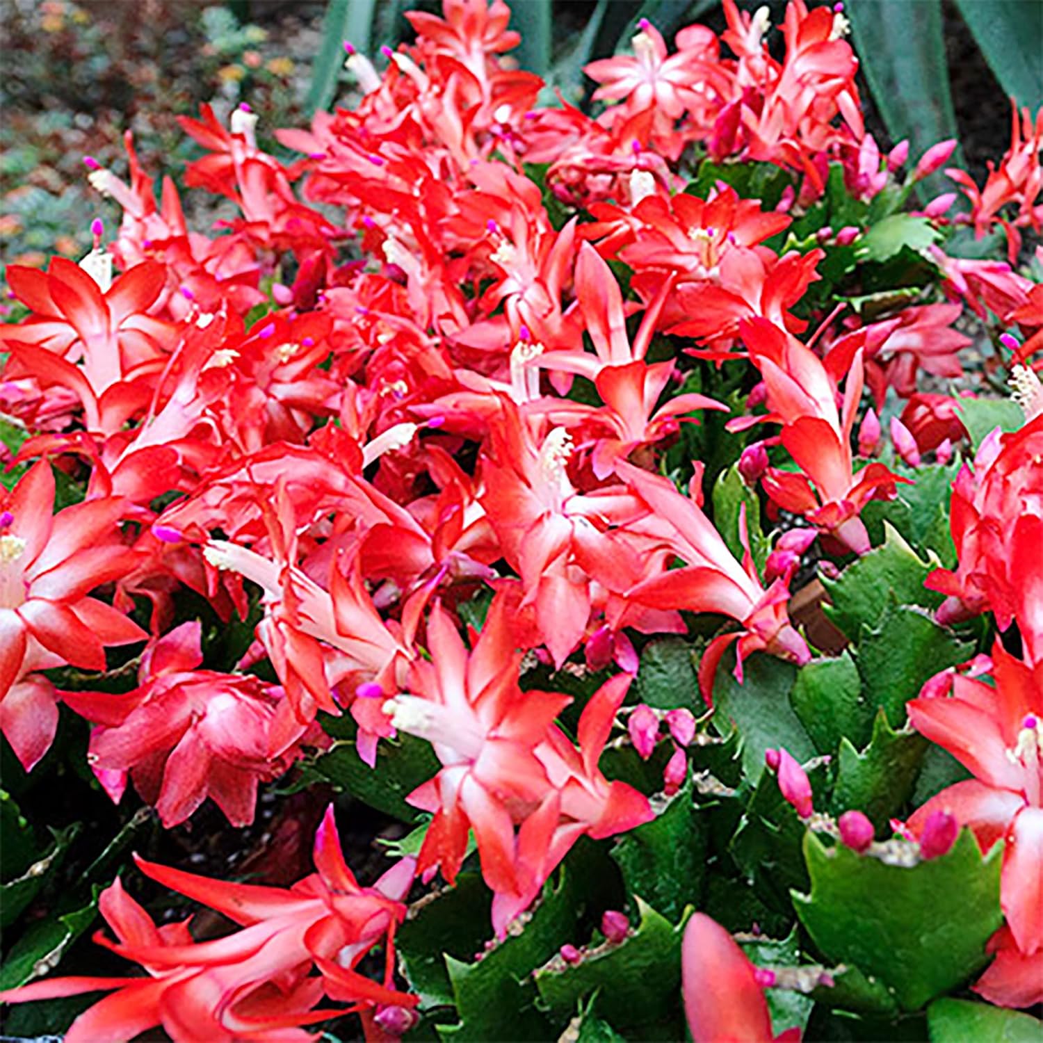 QAUZUY GARDEN Semillas mixtas de cactus de Navidad, 50 semillas de cactus de Acción de Gracias, Pascua, vacaciones, plantas exóticas, plantas de