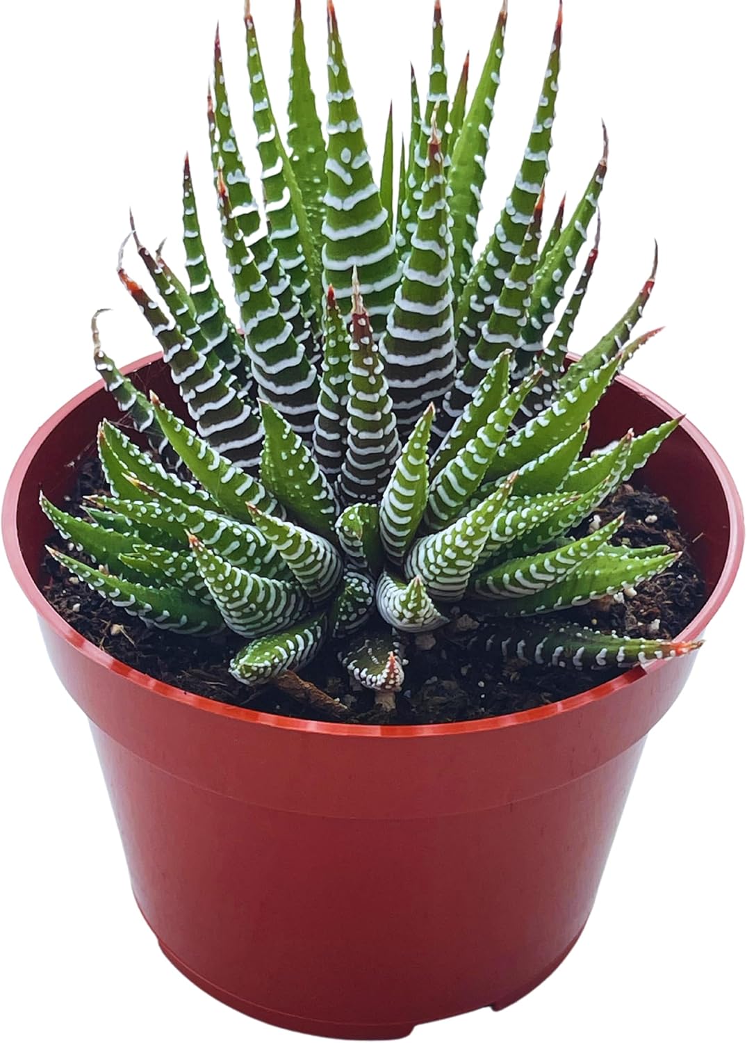 Haworthia “Super” Fasciata – Suculentas vivas de 4 pulgadas, plantas suculentas vivas completamente arraigadas para decoración de la oficina en el