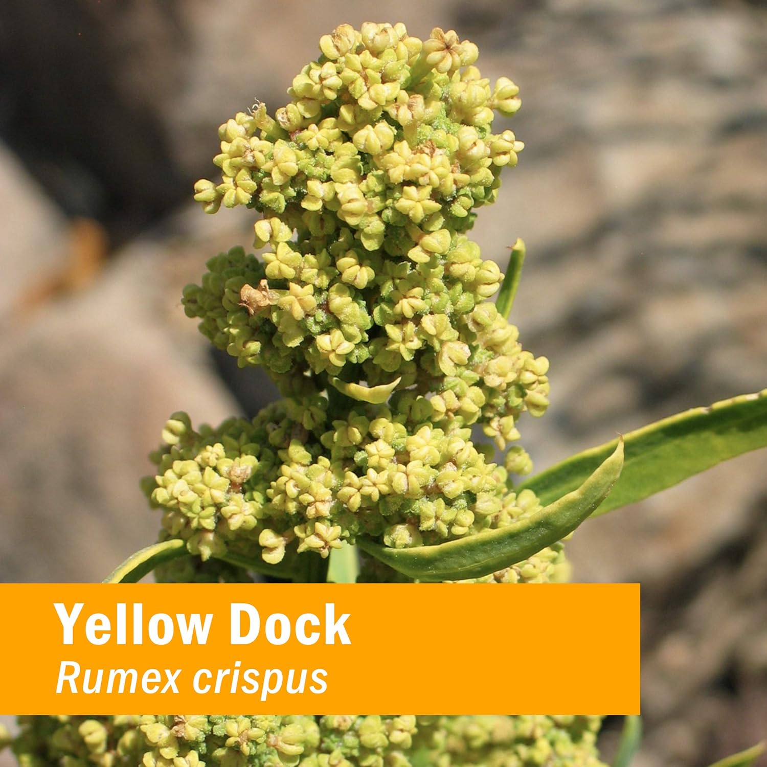 Herb Pharm Extracto líquido de muelle amarillo para apoyo del sistema digestivo – 1 onza