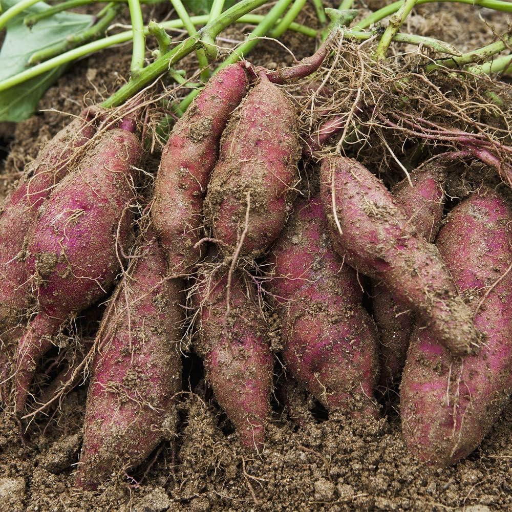 Semillas de batata, 50 semillas de batata moradas para plantar, nutrición, deliciosas plantas de bonsái vegetales, semillas de flores, semillas de