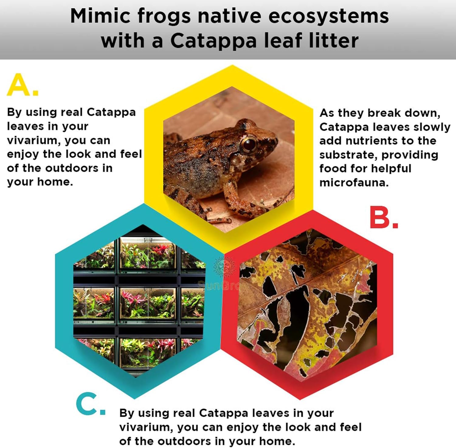 SunGrow Mini hojas de catappa de rana enana (50 unidades)  El tanino ayuda a eliminar el amoníaco, pH más bajo, hojas de almendra india, tratamiento