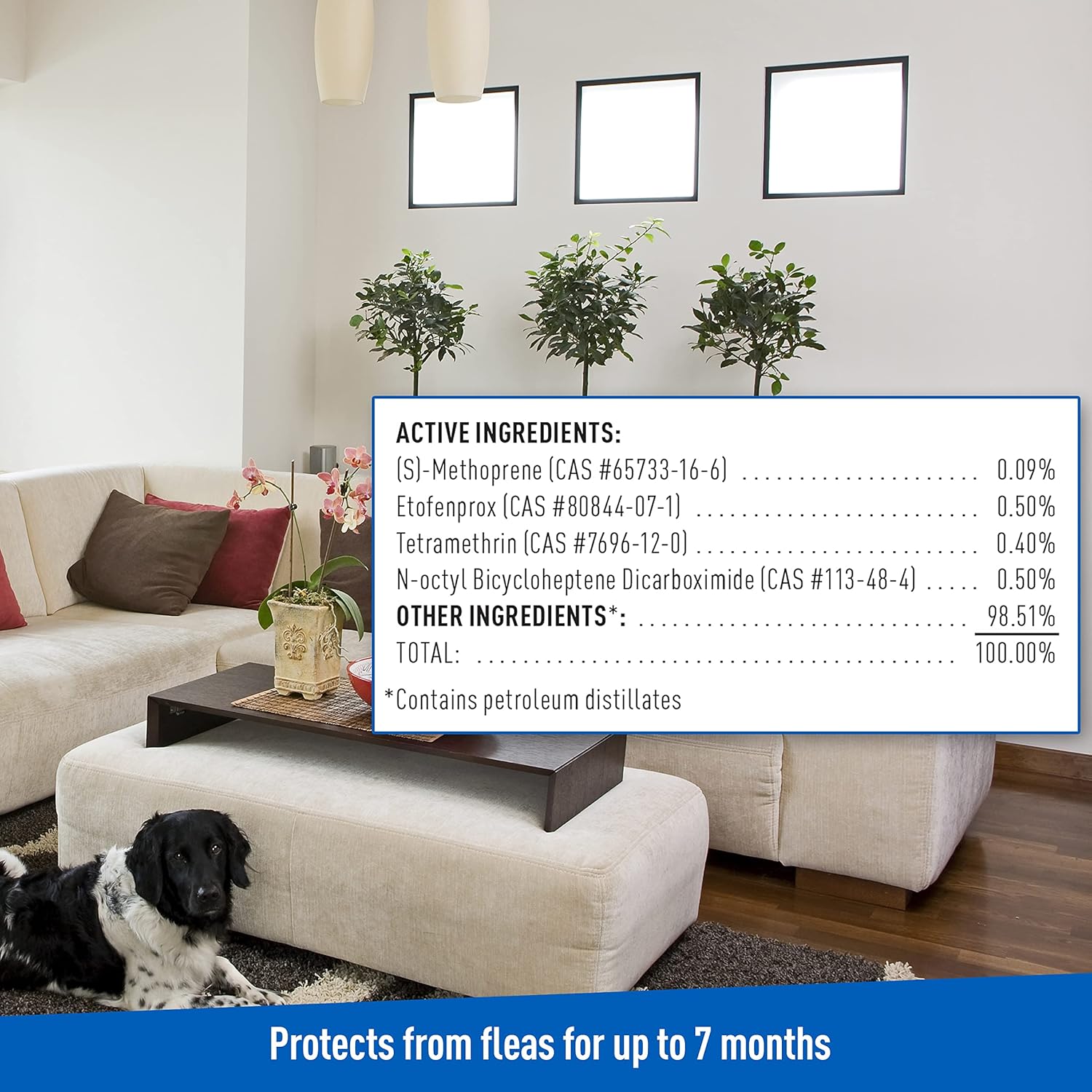 Plus – Nebulizador para interiores de pulgas y garrapatas, 3 latas de 3 onzas, mata pulgas, huevos de pulgas, hormigas, moscas, avispas, cucarachas,