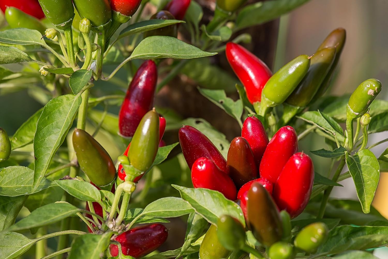 100 semillas de pimiento Jalapeño M para plantar, reliquia, sin OMG, cultivadas en EE. UU., Capsicum Annuum por RDR Seeds