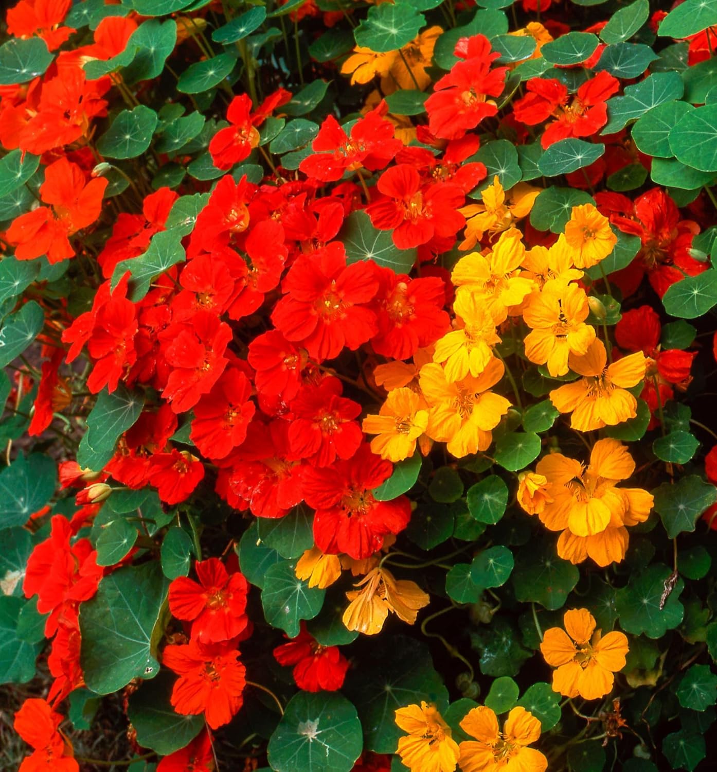 Semillas de flores altas de capuchina (mezcla simple), 50 semillas de reliquia por paquete, semillas de jardín de Isla (semillas de jardín de Isla),