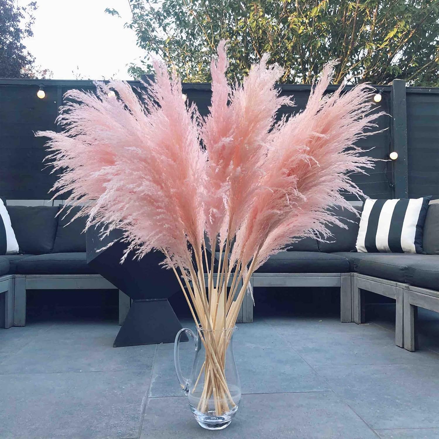 QAUZUY GARDEN Heirloom 50+ Semillas de césped perenne ornamental  Hierba de las Pampas  Flores de plumas altas “rosas”, planta llamativa, fácil de