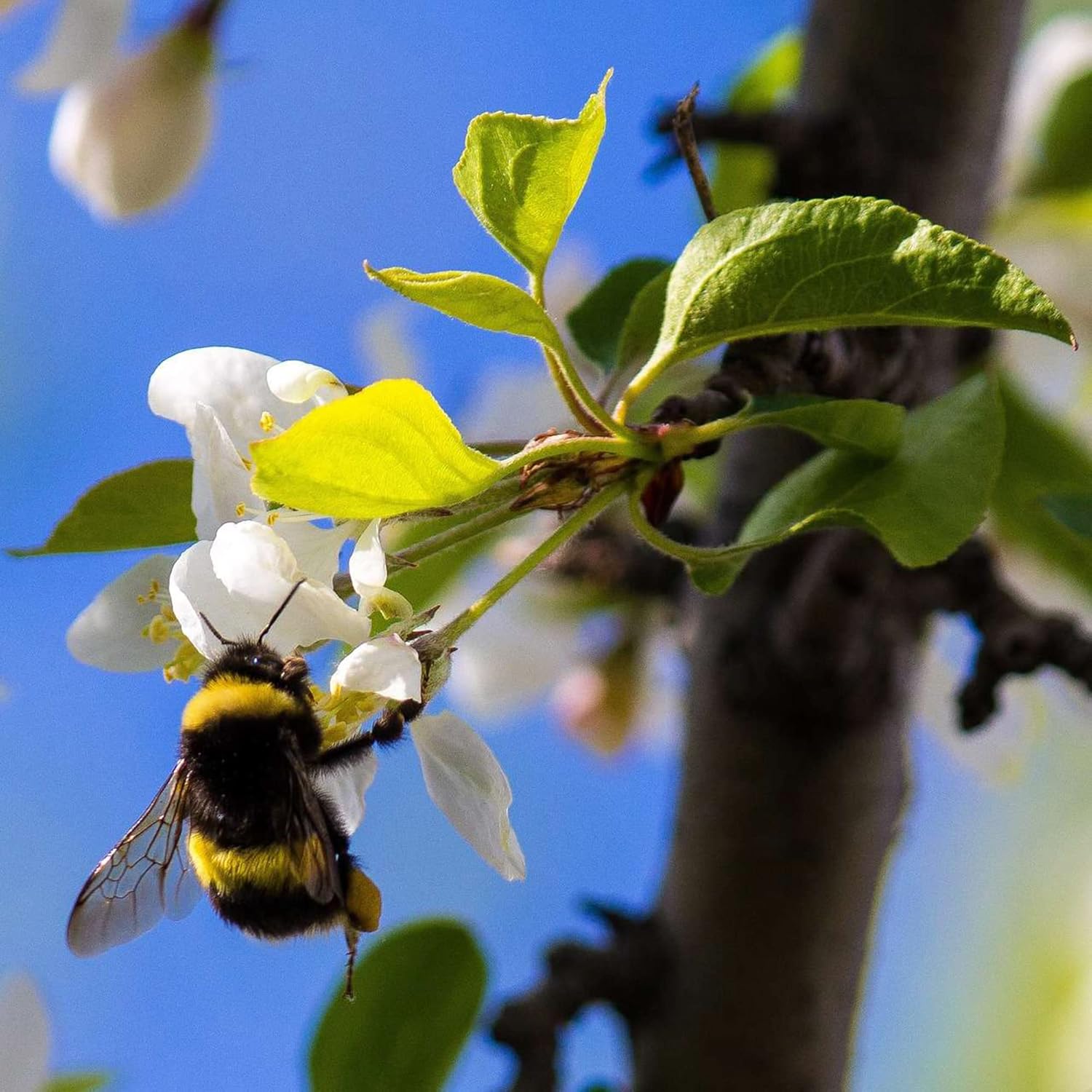 QAUZUY GARDEN 20 Cornejo blanco florecienteCornel Cornelian TreeCornus FloridaCornejo de Florida AmericanaSemillas de boj falsas llamativas y