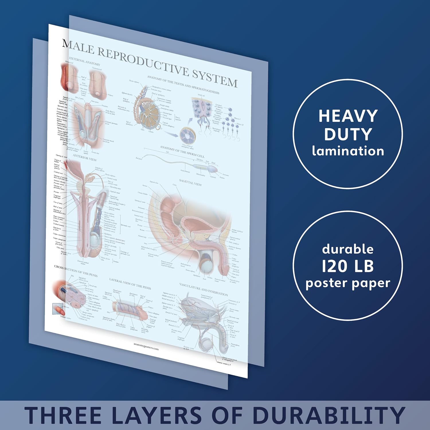 Palace Learning Cuadro anatómico del sistema reproductivo masculino laminado – Póster de anatomía masculina – 18″ x 24″