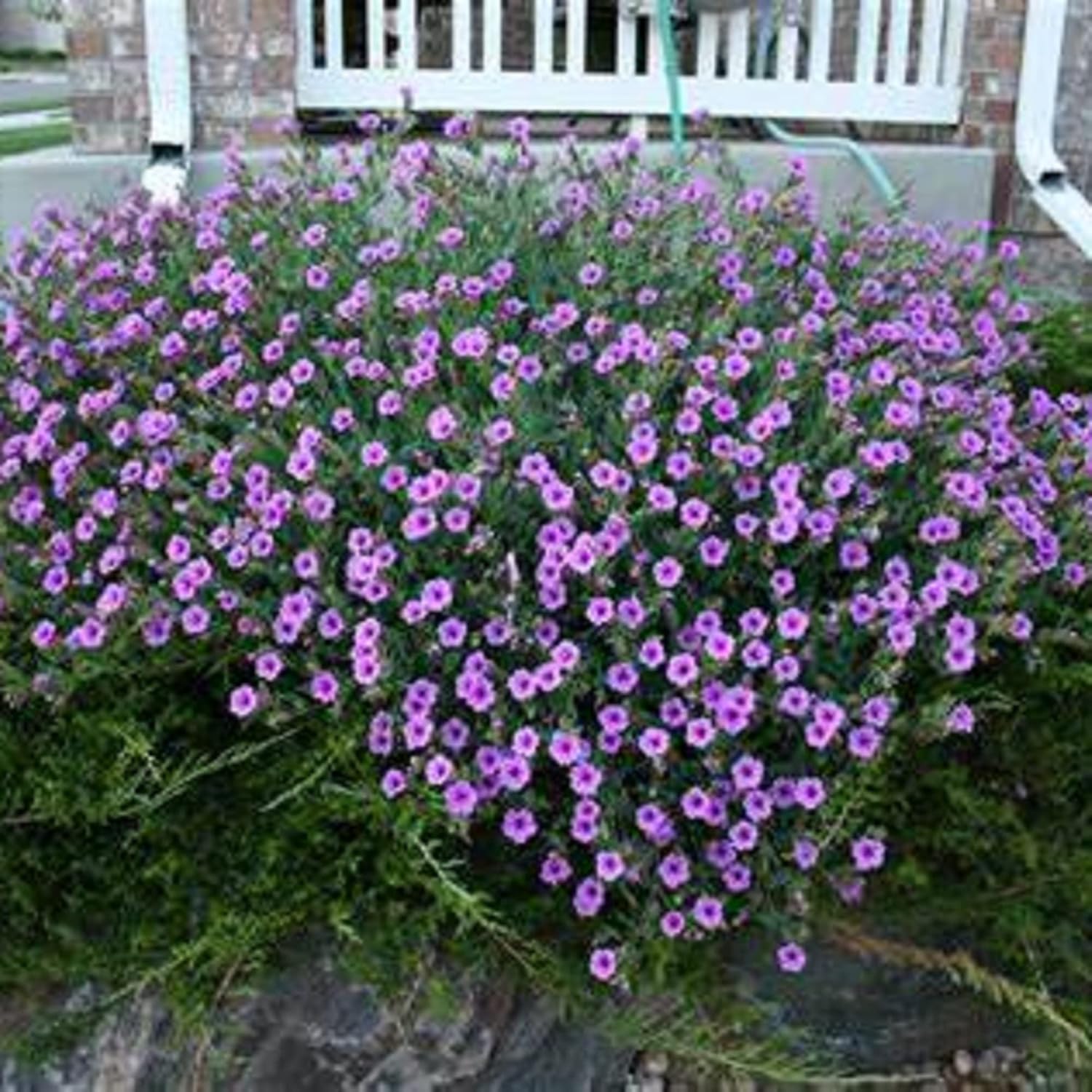 CHUXAY GARDEN 25 semillas de mirabilis de Jalapa de color morado claro, Marvel of Peru, flores fuertes de olor dulce y altamente fragantes que