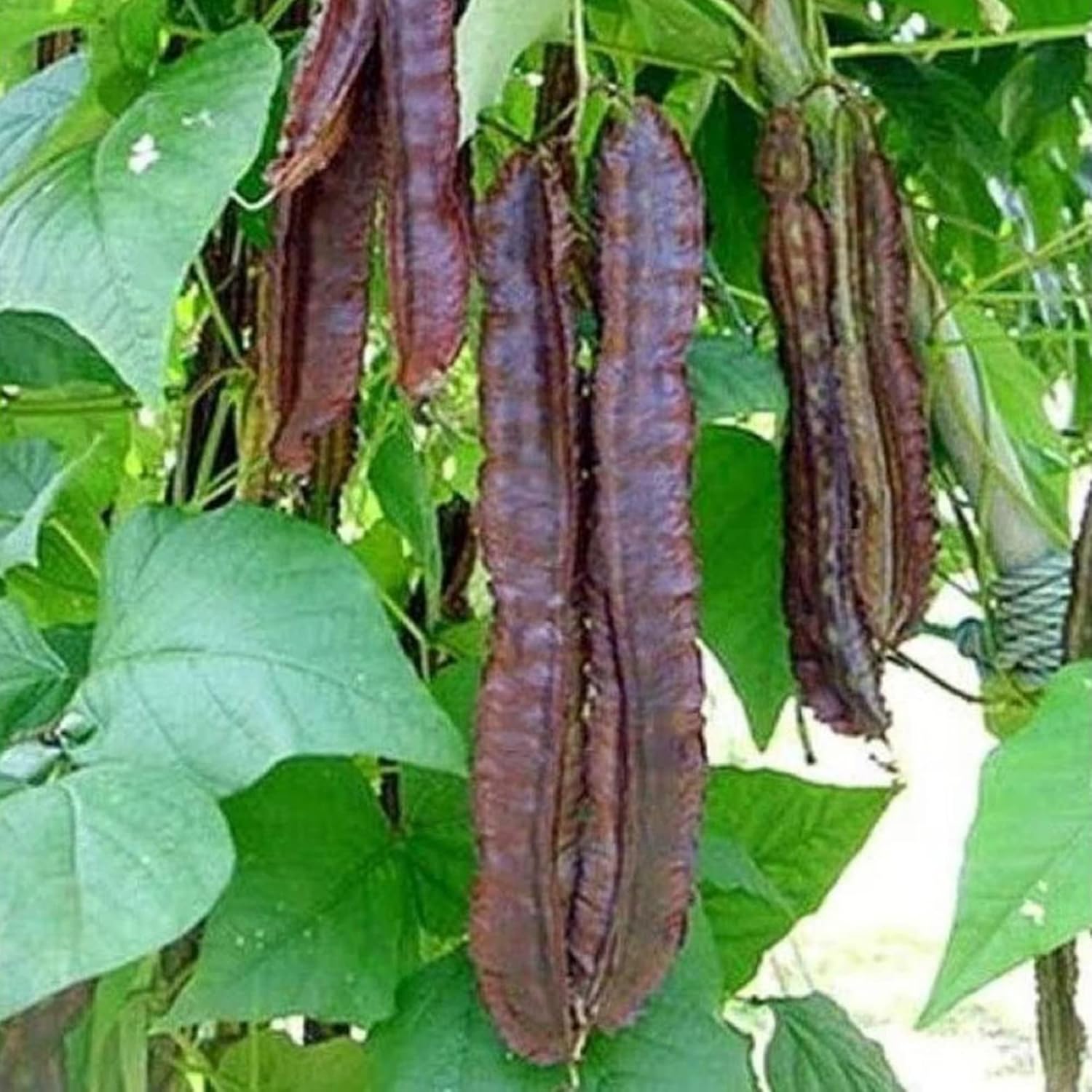 YEGAOL Garden – Semillas de frijol aladas moradas Psophocarpus Tetragonolobus, sabor único, valor nutricional, culinario, libre de OGM, para jardín,