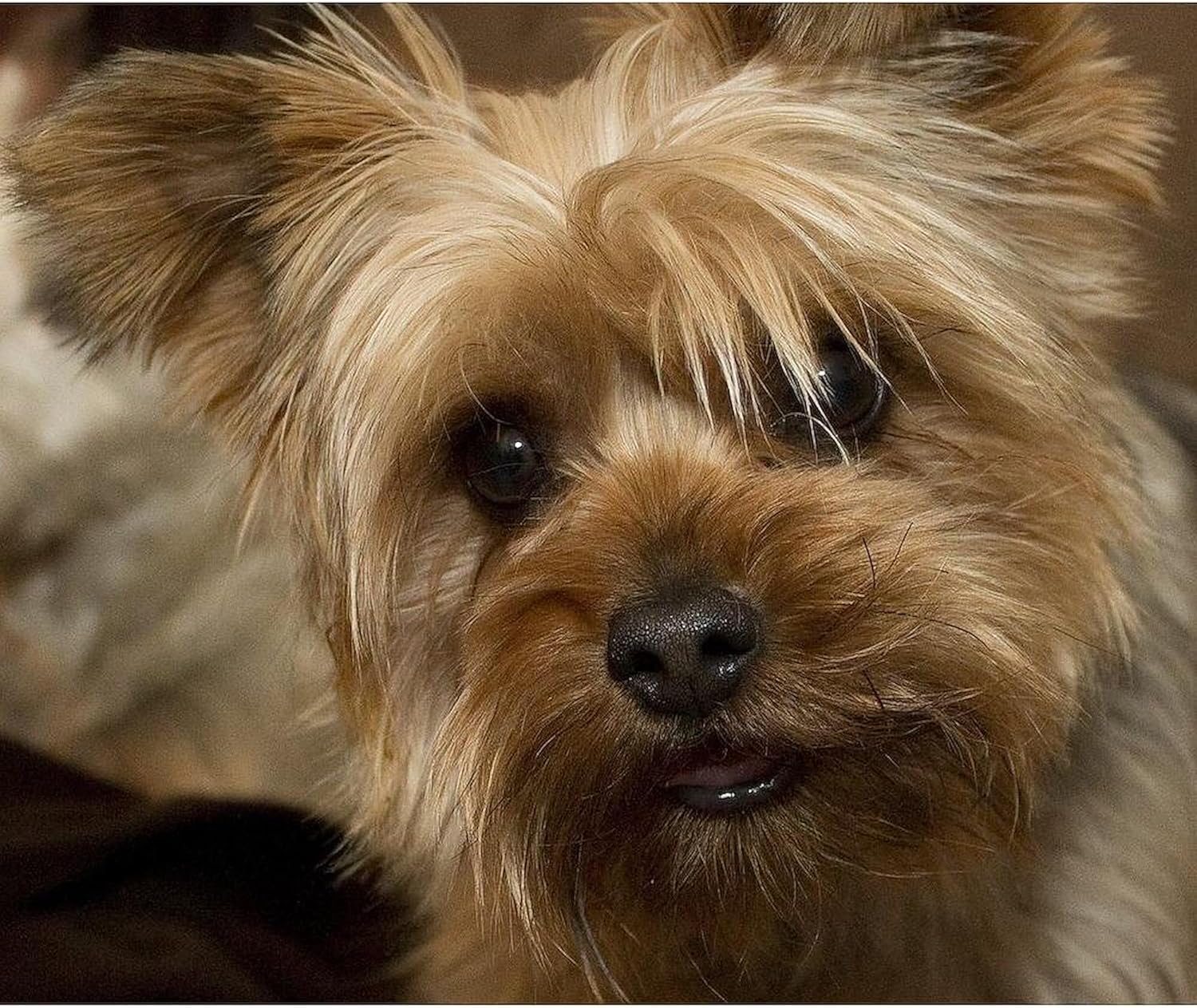 CafePress Yorkie – Manta de forro polar supersuave para cachorros, 60 x 50 pulgadas
