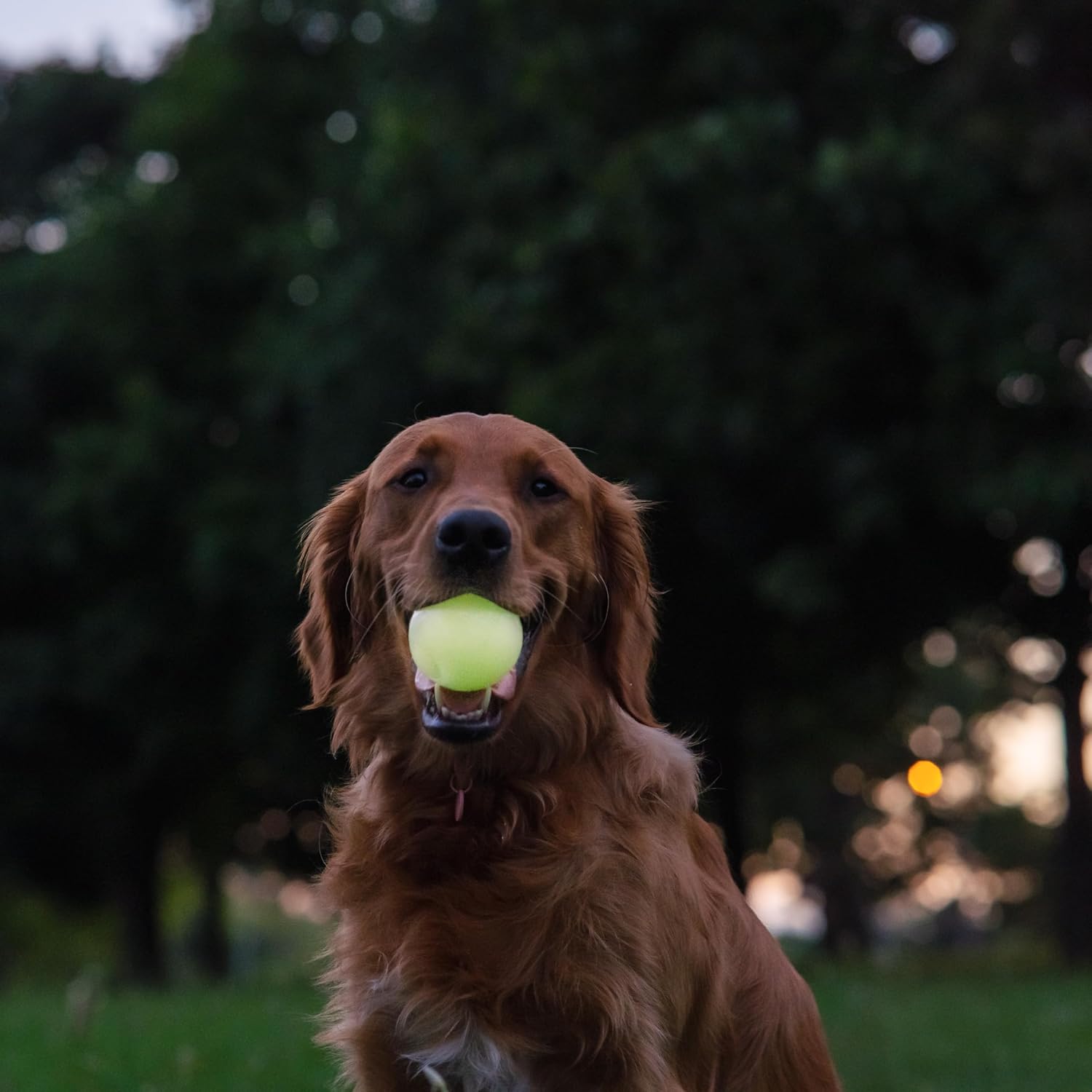 Harry Barker Bolas de goma y palo de goma para masticar, hueso de goma para perros, bolas brillantes de 2.5 pulgadas
