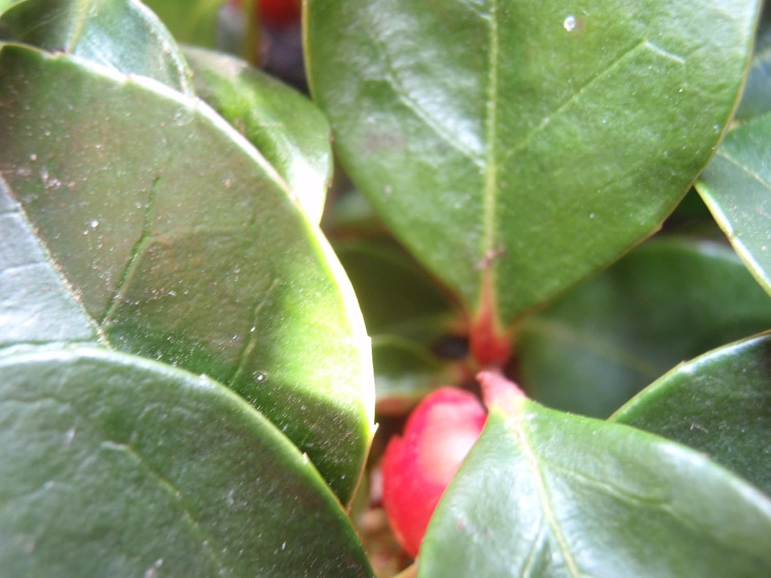 20 semillas de flores de hoja perenne de Gaultheria Procumbens de color verde invernalTEABERRY
