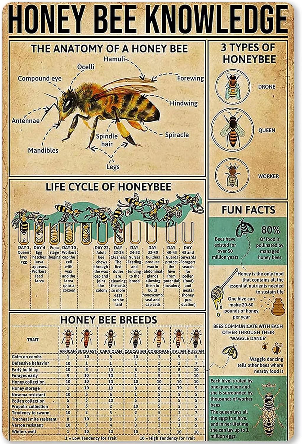 Cartel de metal con texto en inglés Honey Bee Knowledg con texto en inglés Bees Planing Diagram para la escuela, el bar, el café, el club, la