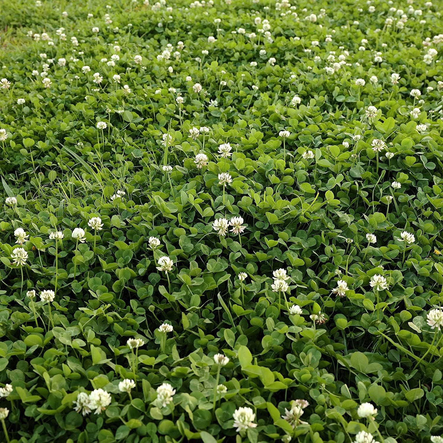 Semillas de parcela de alimentos para plantar cultiva alimentos para ciervos, pavos, alces, fesantes, codornices y otros animales silvestres (trébol