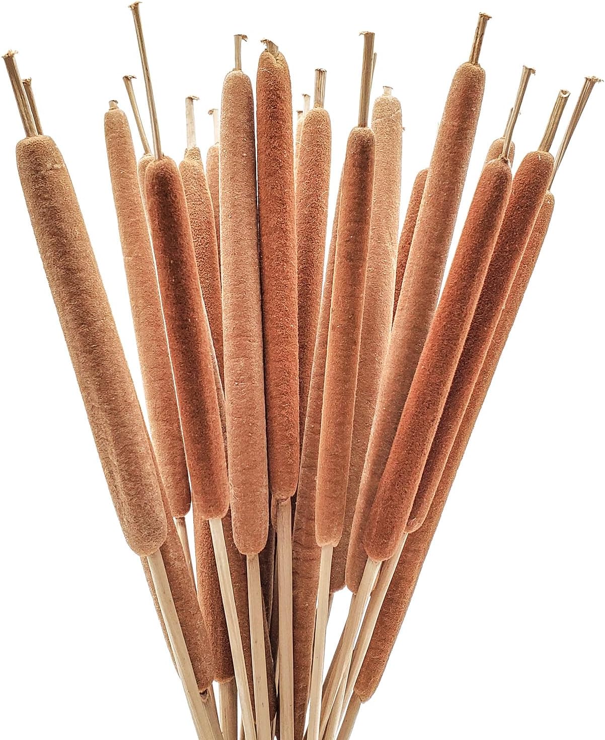 Colas naturales secas  25 piezas para arreglos florales rurales y decoración de oficina en casa  17 pulgadas (25 piezas)