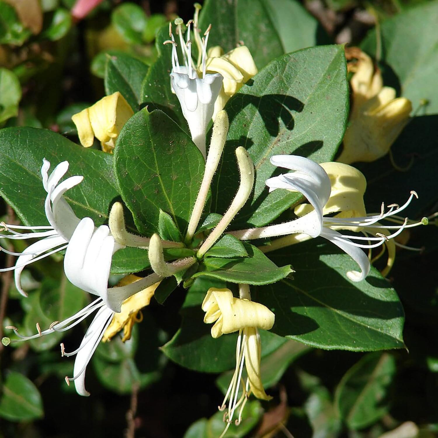YEGAOL Garden – Semillas de madreselva de arbusto enano Diervilla Lonicera pequeñas, de hoja caduca, atraen abejas y mariposas tolerantes a la