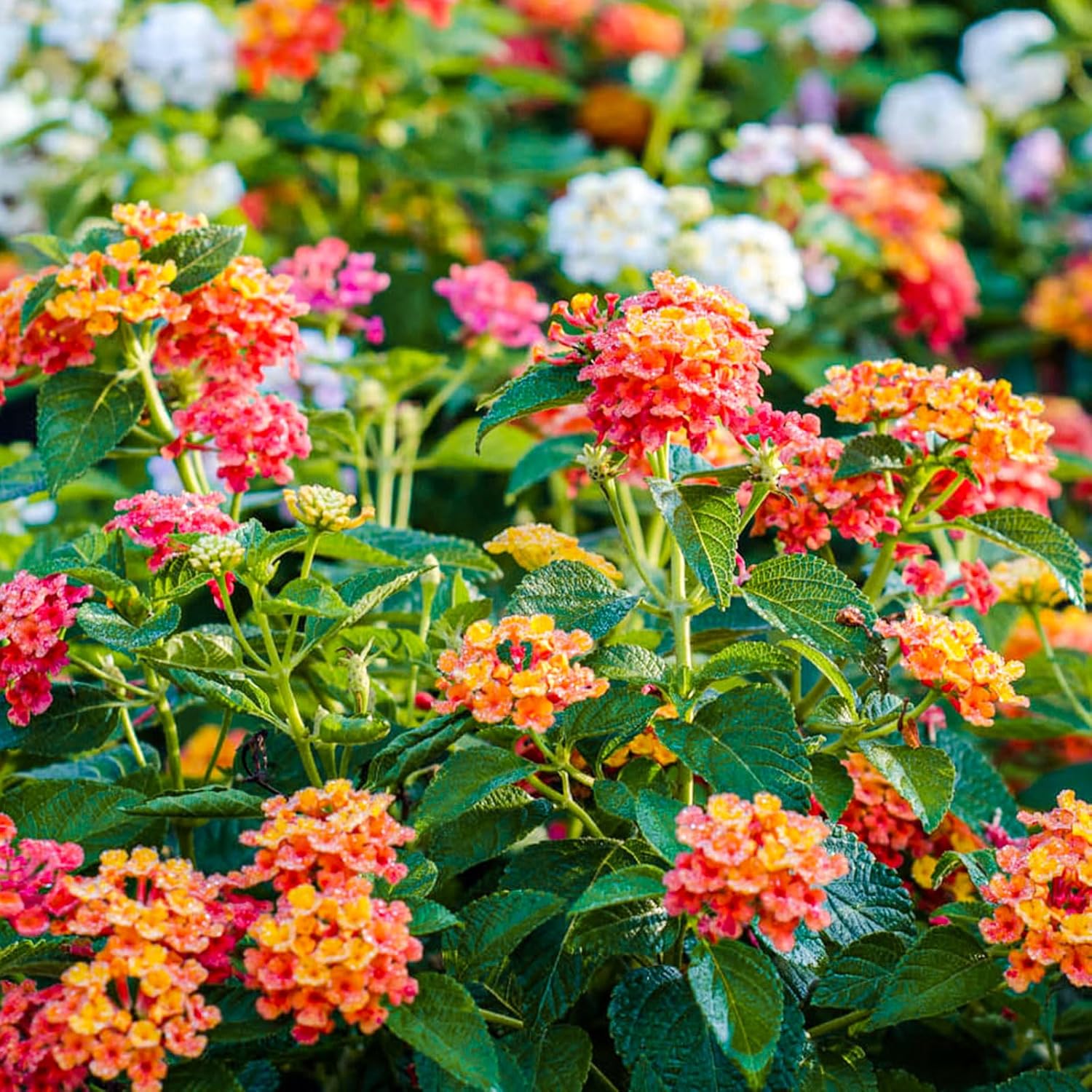 Más de 250 semillas perennes de Lantana coloridas para plantar al aire libre, semillas de flores de Lantana Camara