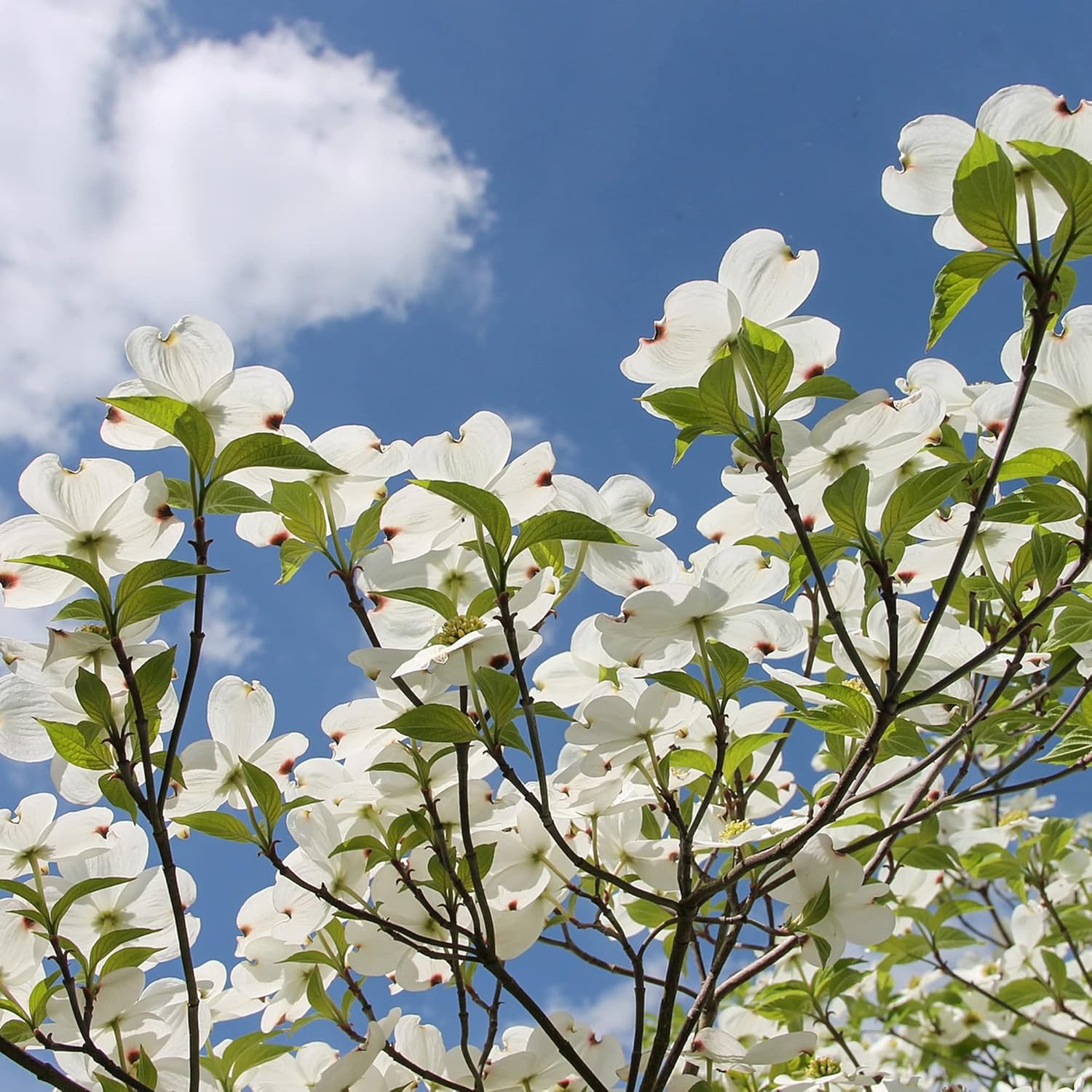 QAUZUY GARDEN 20 Cornejo blanco florecienteCornel Cornelian TreeCornus FloridaCornejo de Florida AmericanaSemillas de boj falsas llamativas y