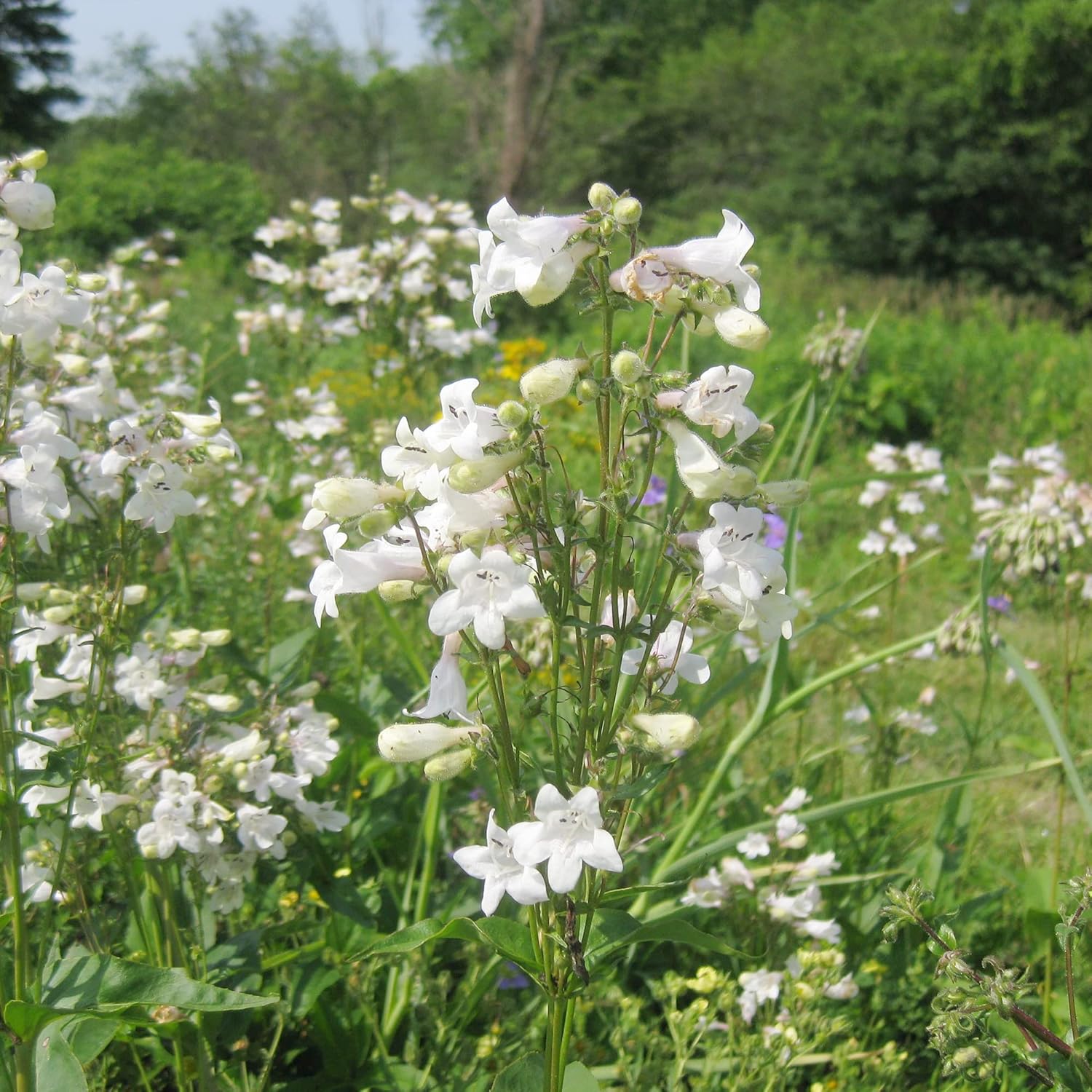 YEGAOL Garden – Semillas de lengua de barba de dedalera Penstemon Digitalis, flores de corte perenne, tolerantes a la sequía, resistentes a los