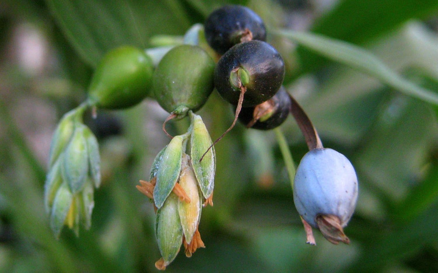 Semillas Coix Mijo Lágrimas de Trabajo Flores Anuales