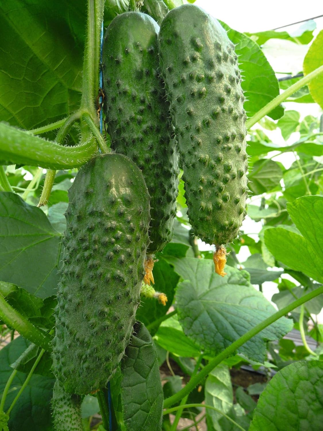 Herencia de Titus de pepino vegetal para decapado 45 días – 20 semillas