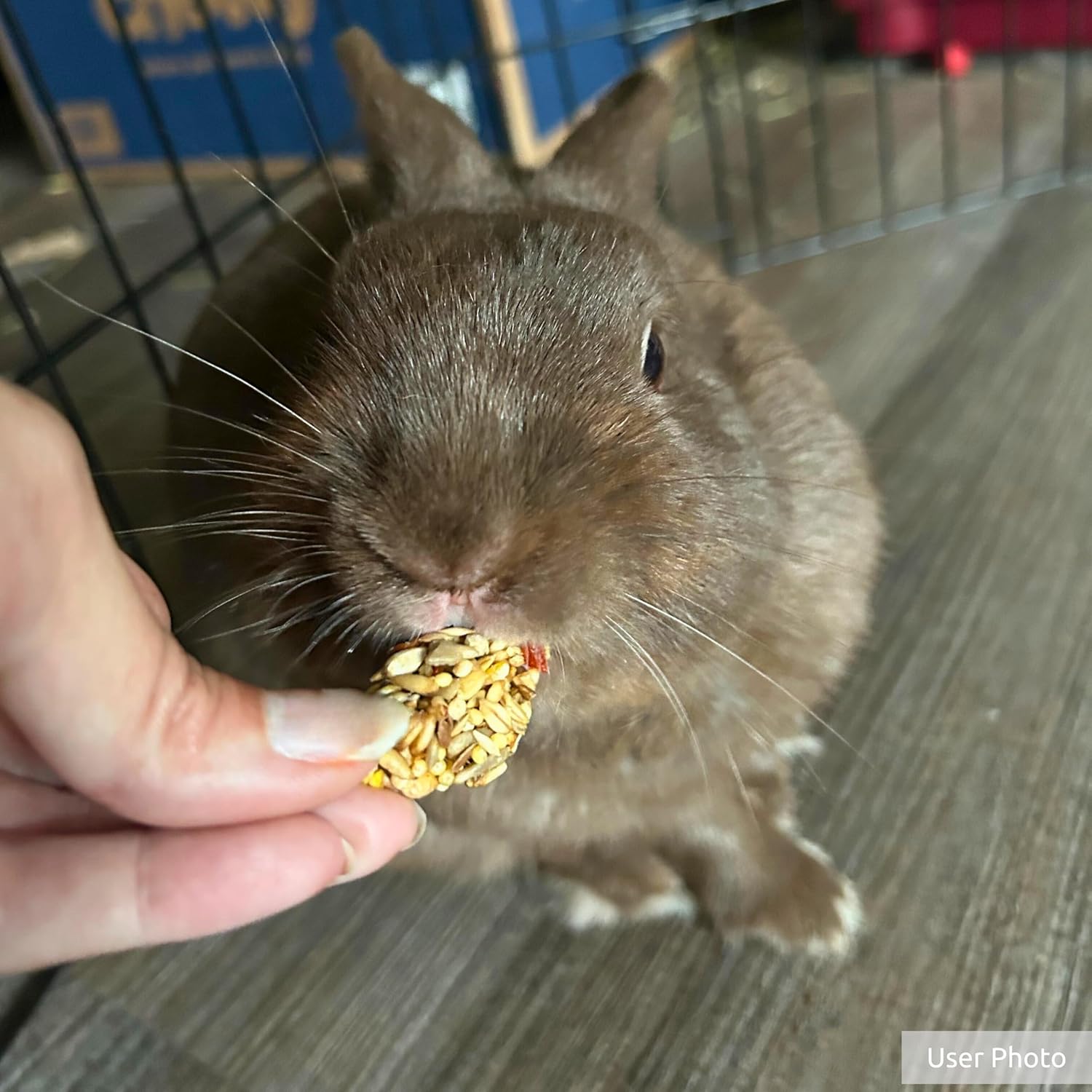 Kaytee Bocados de granola con superalimentos, espinacas y zanahorias para ratas, ratones, hámsters, jerbos, conejos, cobayas y chinchillas, 4.5 onzas