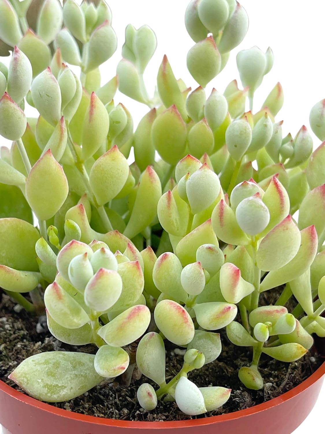 Suculentas vivas de cotiledón colgantes de 4 pulgadas, colgador de acantilado, plantas suculentas vivas completamente enraizadas para decoración de
