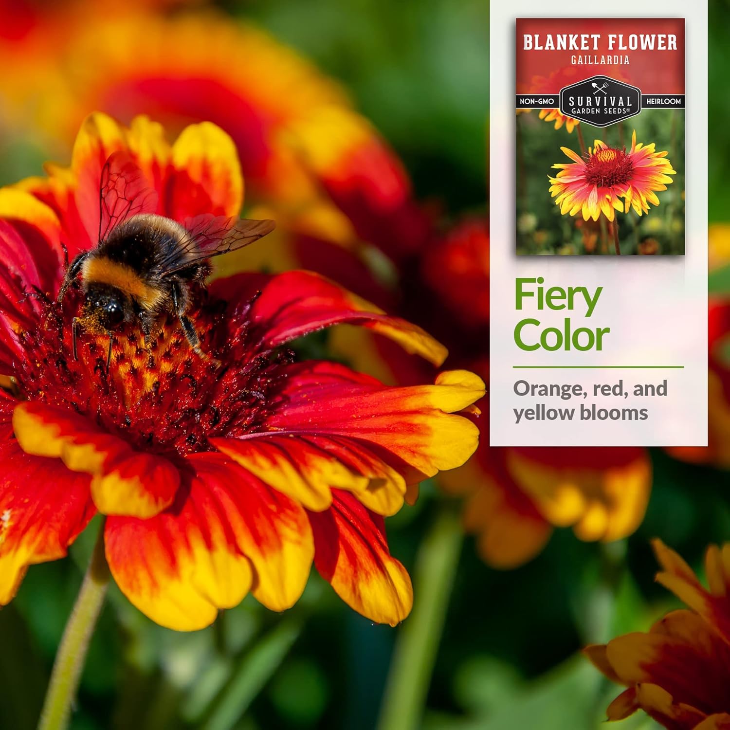 Survival Garden Seeds – Semillas de flores para plantar – 2 paquetes con instrucciones para plantar y cultivar Gaillardia Pulchella en tu huerto