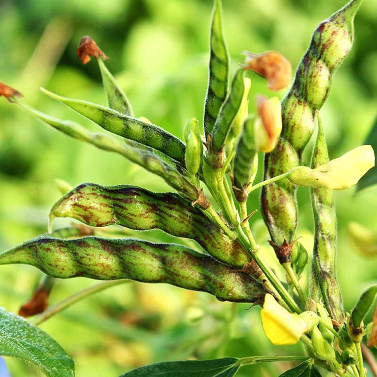 YEGAOL Garden – Semillas de cajún de cajún tolerantes a la sequía, fáciles de cultivar, orgánicas, sin OMG, cortavientos para exteriores, 10 piezas