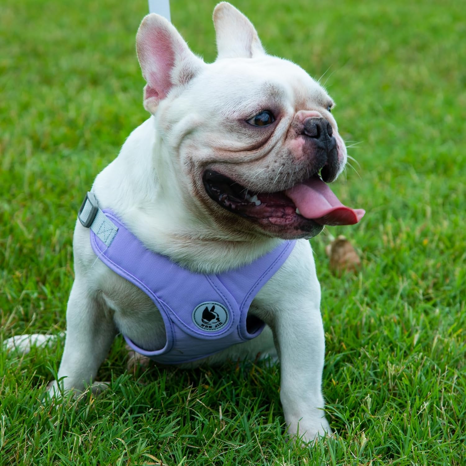 Arnés para perro con correa, arnés sin tirones para mascota con 1 clips para correa, chaleco acolchado suave ajustable para perros pequeños y