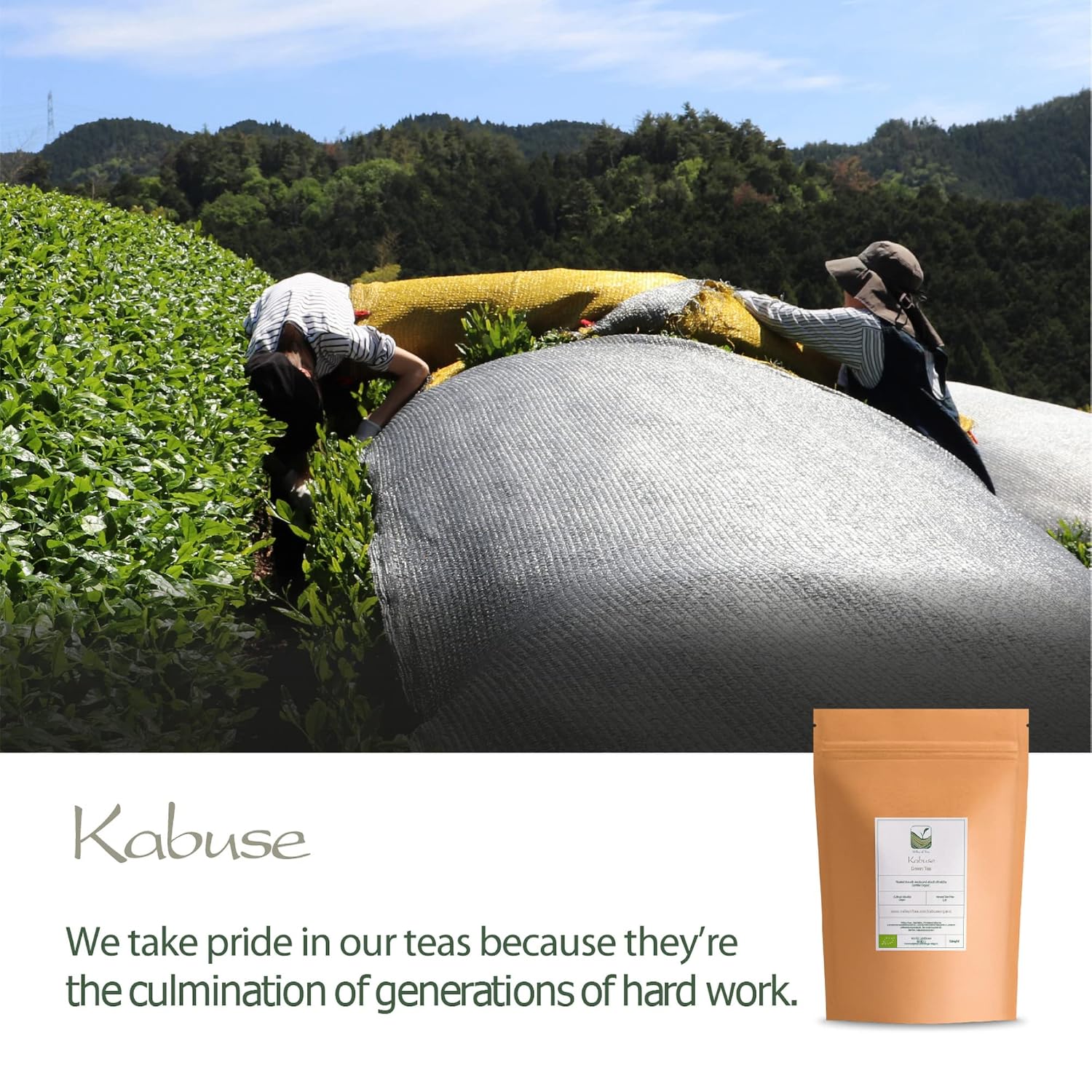 Kabuse Té Japonés Japón – Kabusecha Entre Sencha Y Té Verde Gyokuro De Japón – Té Kabusecha Té Verde Kabuse Sencha