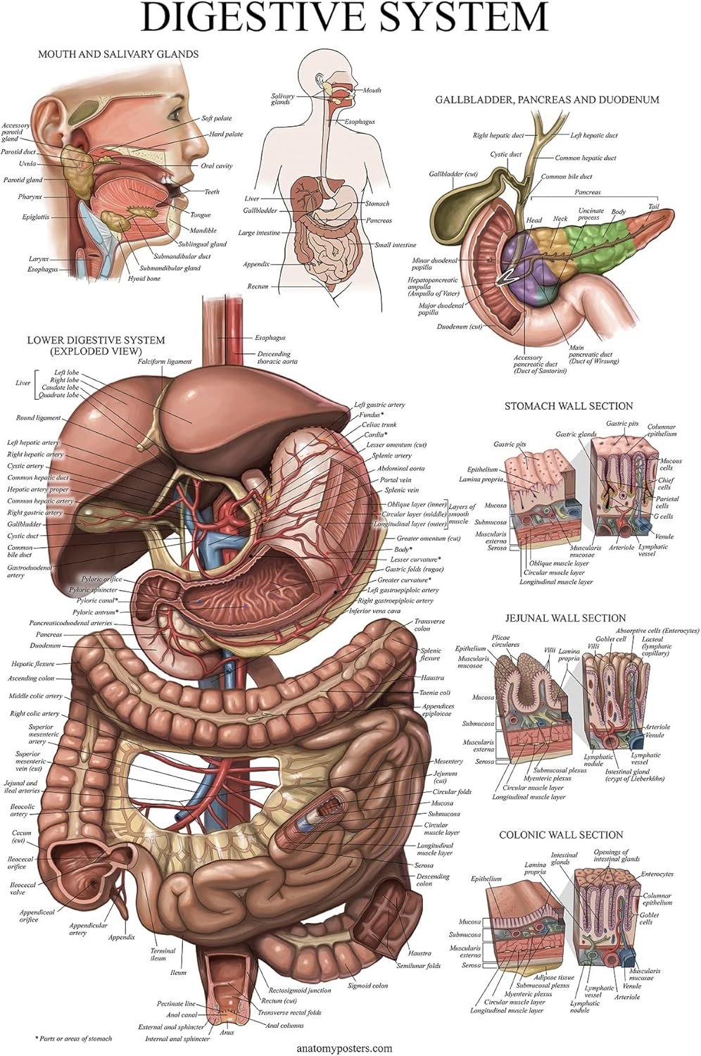 Palace Learning Cuadro anatómico laminado del sistema digestivo – Cartel de anatomía gastrointestinal 18″ x 24″