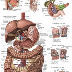 Palace Learning Cuadro anatómico laminado del sistema digestivo – Cartel de anatomía gastrointestinal 18″ x 24″ Palace Learning Cuadro anatómico laminado del sistema digestivo – Cartel de anatomía gastrointestinal 18″ x 24″
