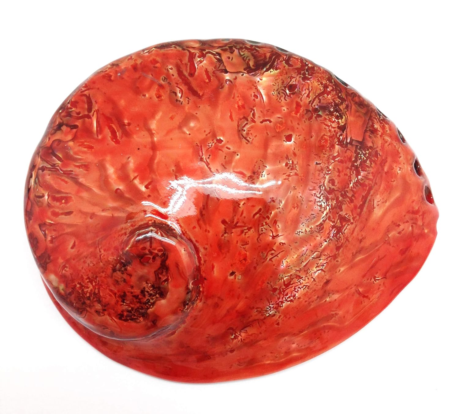 PEPPERLONELY 1 unidad de conchas marinas de abulón Midas naranja oscuro pulidas para decoración y exhibición del hogar, 5 pulgadas  5-12 pulgadas