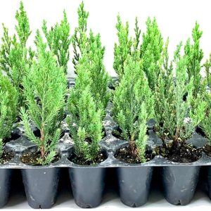 Blue Point Juniper 20 árboles vivos Juniperus Chinensis Plantas de hoja perenne de bajo mantenimiento tolerantes a la sequía Blue Point Juniper 20 árboles vivos Juniperus Chinensis Plantas de hoja perenne de bajo mantenimiento tolerantes a la sequía