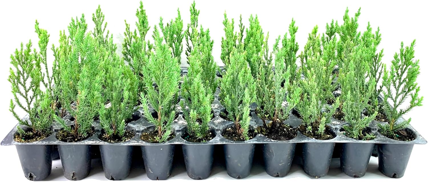 Blue Point Juniper  20 árboles vivos  Juniperus Chinensis  Plantas de hoja perenne de bajo mantenimiento tolerantes a la sequía
