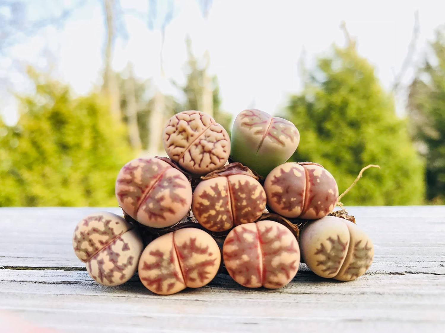 Paquete de 3 plantas vivas de piedra viva exótica de Lithops Dorotheae Mix (mediano)