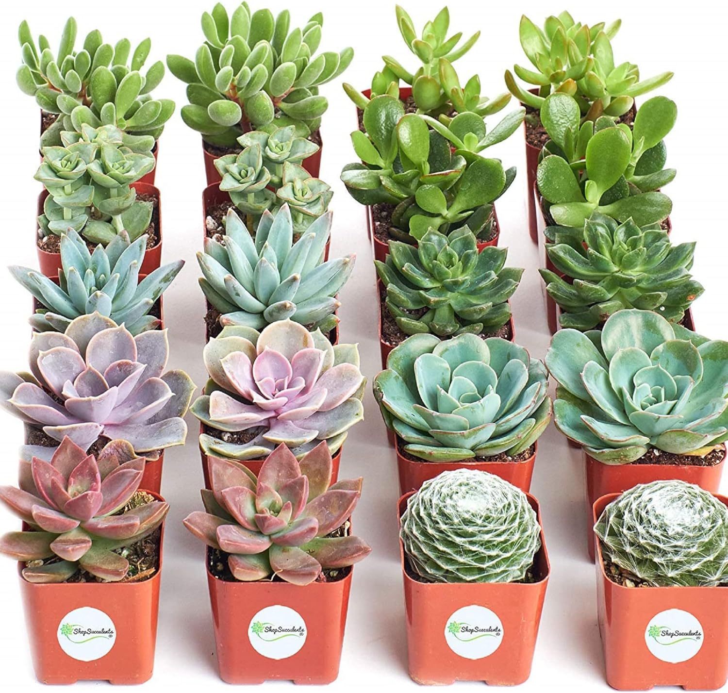 CHUXAY GARDEN Mezcla de semillas de plantas suculentas, 600 semillas que crece en solo semanas, gran bonsái de escritorio, fácil de cultivar