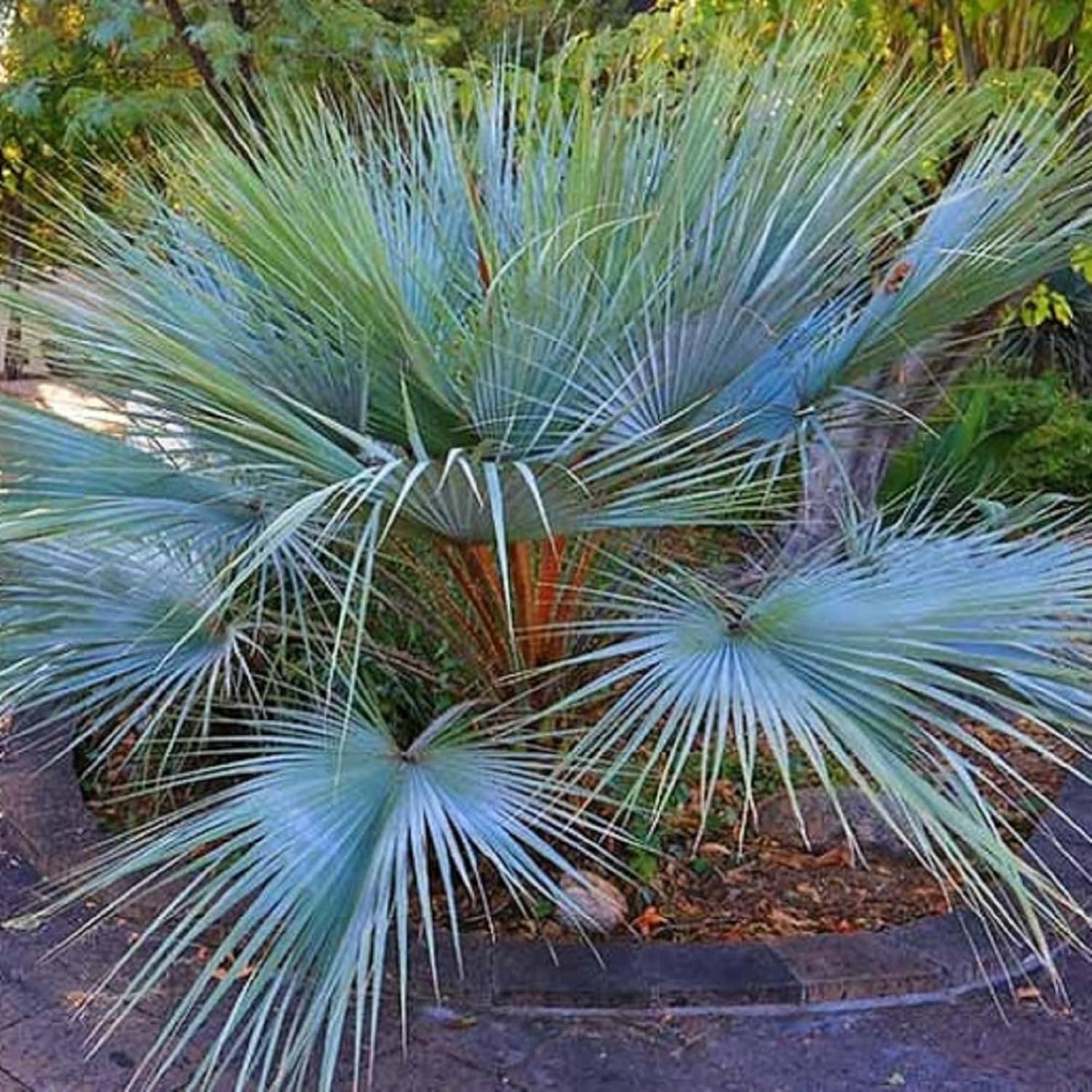 CHUXAY GARDEN Semilla de palmera de abanico azul mexicano Hesper 10 semillas Brahea Armata Árbol de hoja perenne llamativa Planta de paisajismo Gran