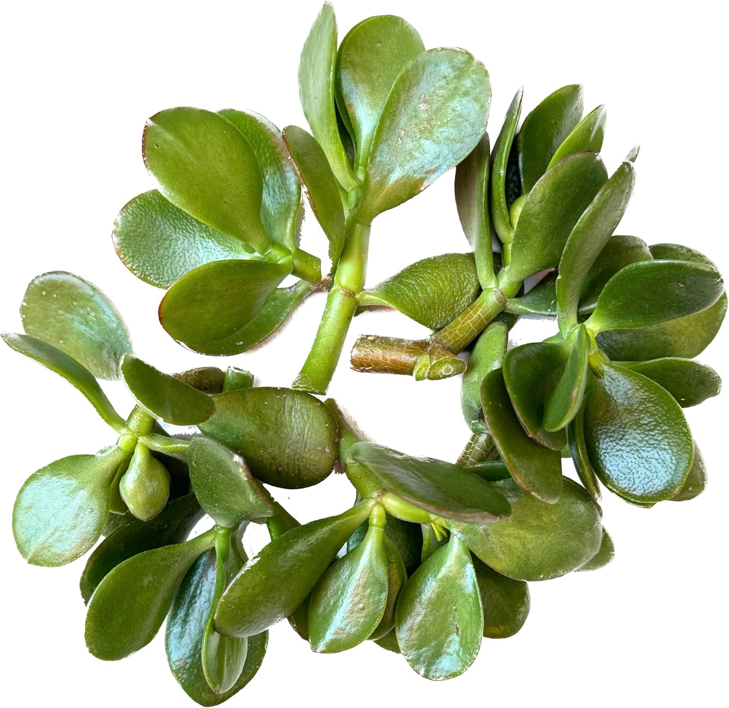 Surtido de esquejes vivos de plantas de jade, 7 piezas incluidas (jade verde ‘Crassula Ovata’)