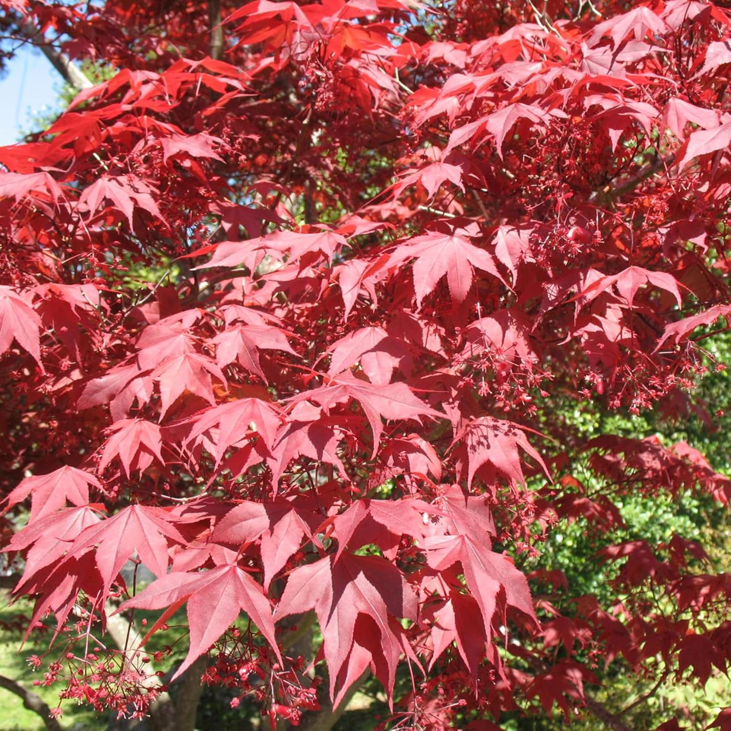 YEGAOL Garden – Semillas de arce japonés Acer Palmatum ‘Atropurpureum’ de bajo mantenimiento, resistentes a conejos, camas vistosas, bordes para