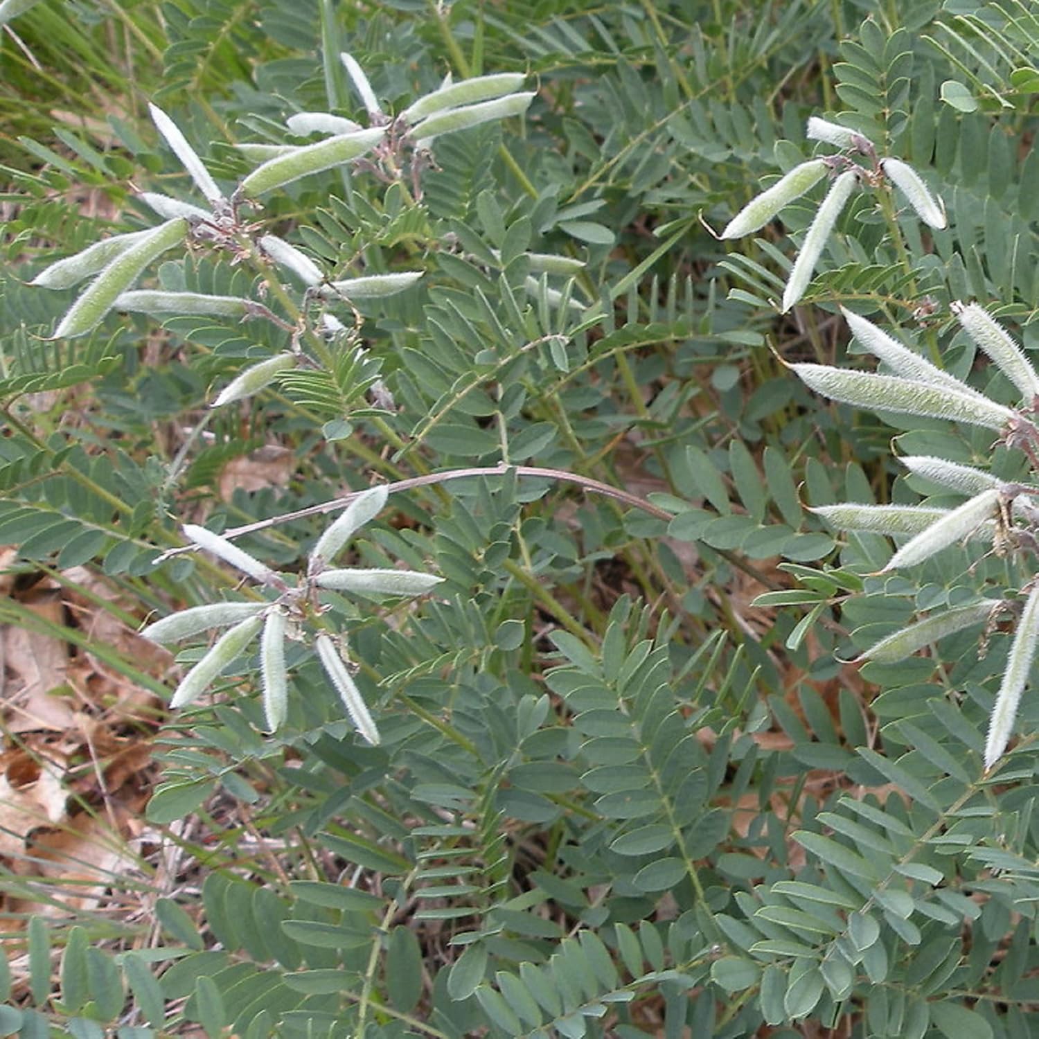 CHUXAY GARDEN 30 semillas Tephrosia Virginiana, Goat-rue, Goat’s rue, Catgut, Rabbit Pea, Virginia Tephrosia Perenne Dicot Aspecto plateado Plantas
