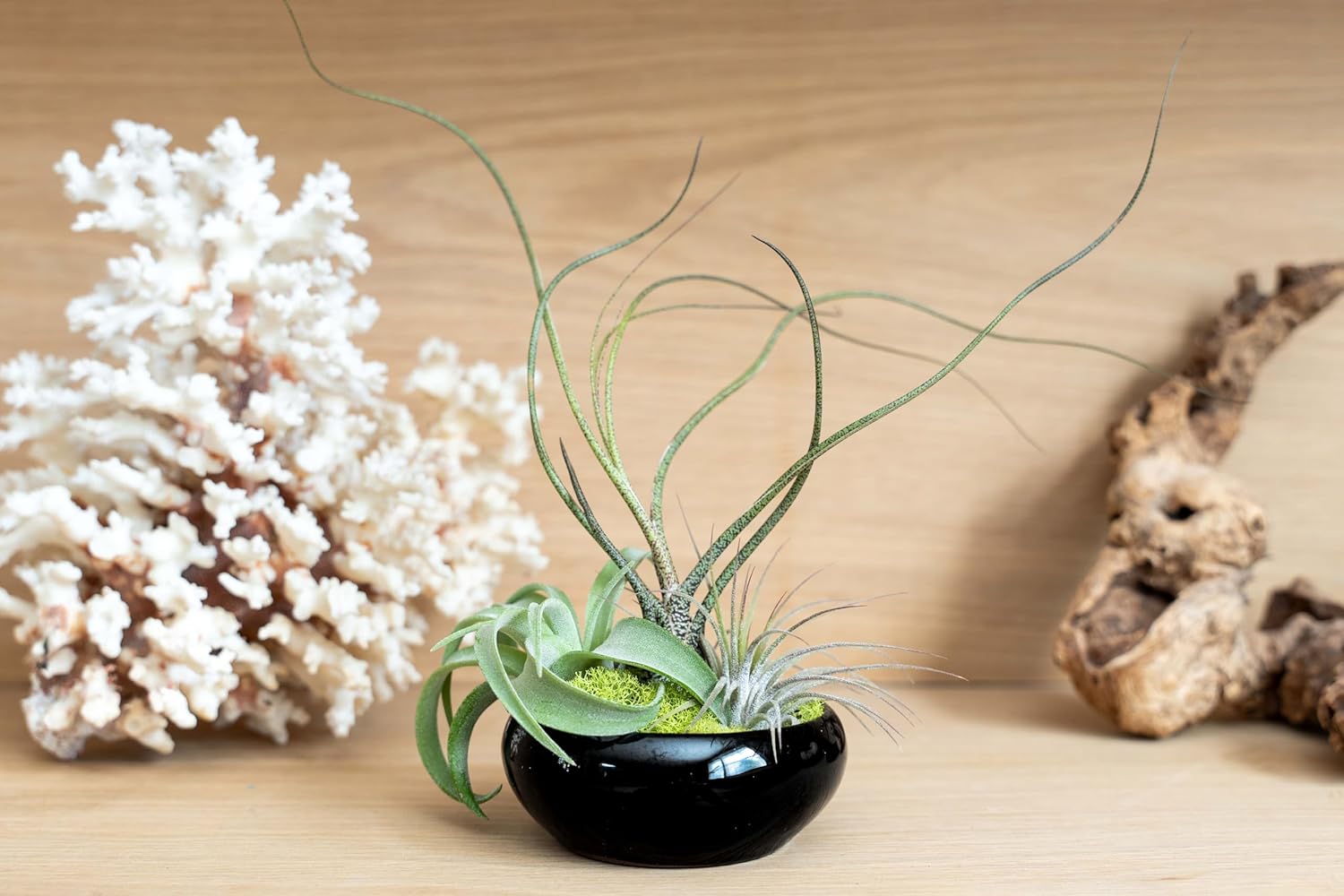 Air Plant Shop Plato de planta de aire Tillandsia totalmente ensamblado en contenedor esmaltado negro, al por mayor y a granel, suculentas –