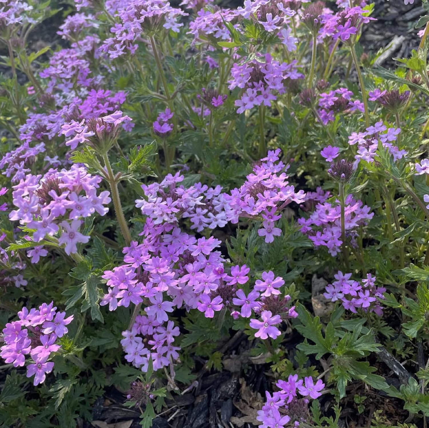 CHUXAY GARDEN Purple Wild Moss Verbena Seed 75 Semillas Verbena Aristigera Flor Verbena Desierto Planta Hace Gran Borde