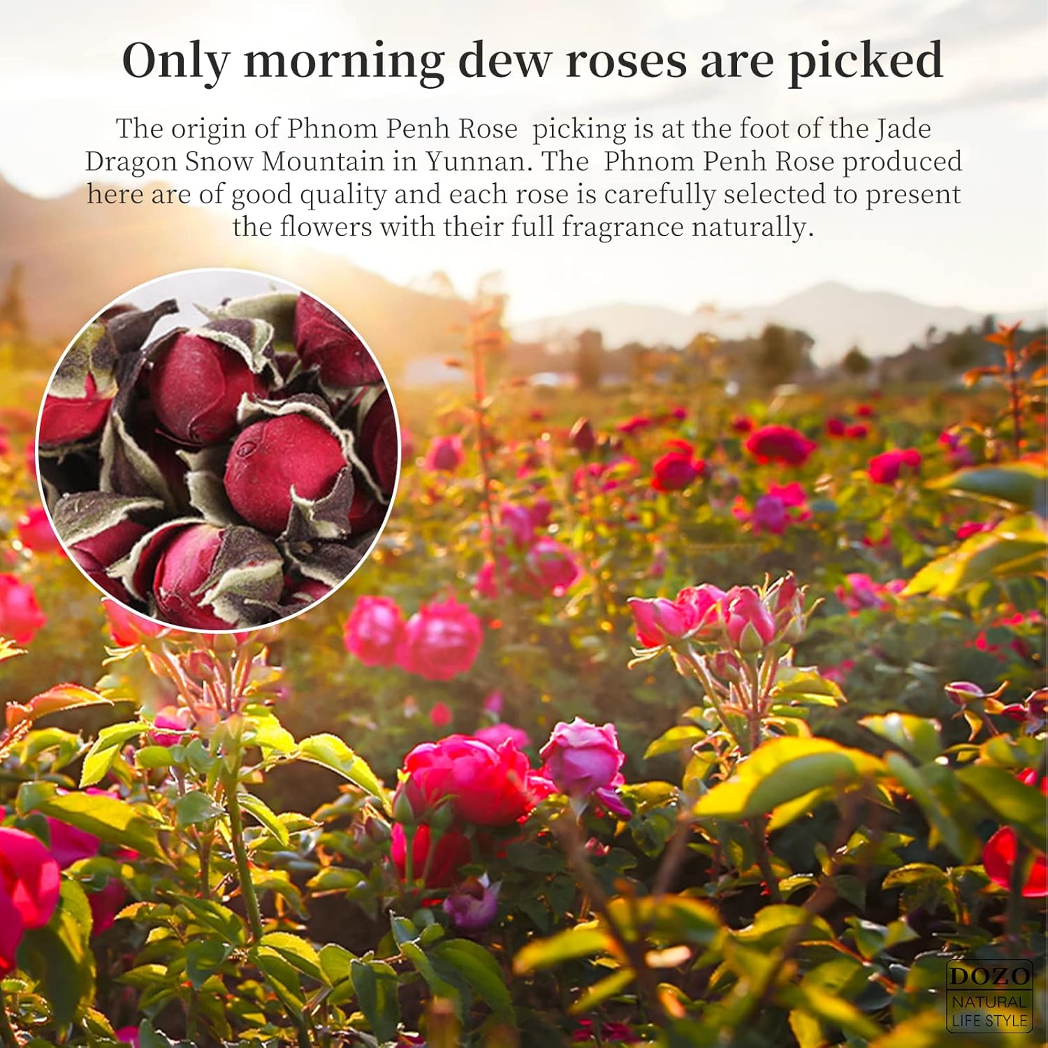 DOZO Rose Bud – Brotes de rosas secas sueltas Lea 5.64 oz5.64 onzas, té de rosa Phnom Penh, té de rosa comestible, té de rosa, para hornear, aceite