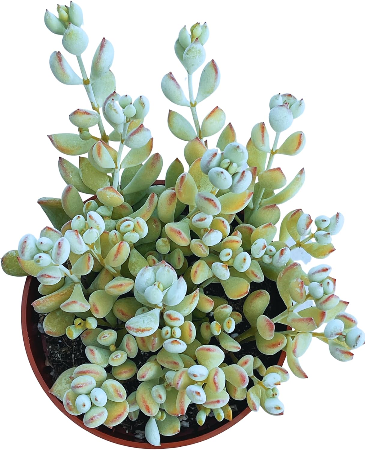 Suculentas vivas de cotiledón colgantes de 4 pulgadas, colgador de acantilado, plantas suculentas vivas completamente enraizadas para decoración de