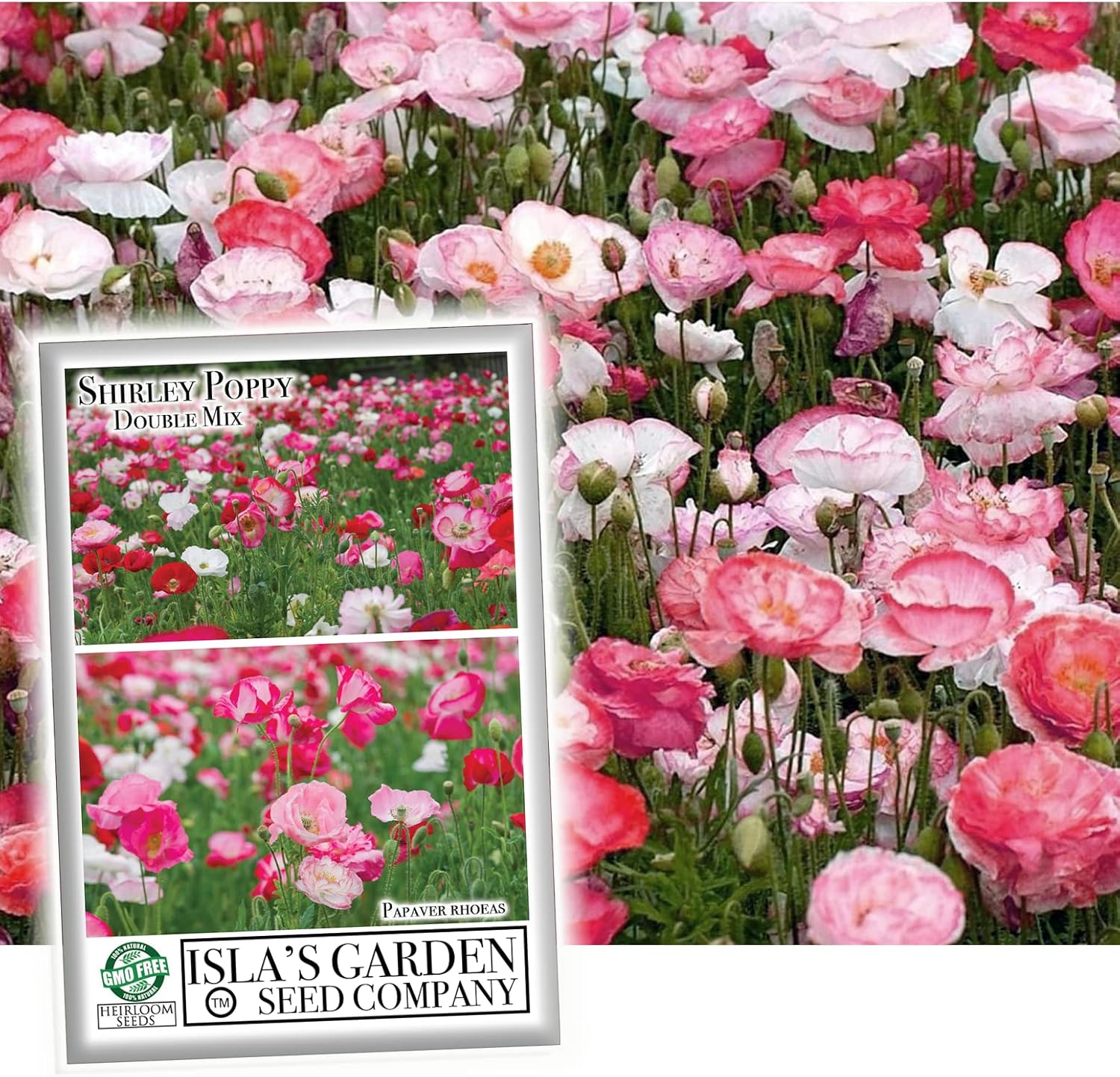 Semillas de amapola “Double Shirley Mix” para plantar, más de 3000 semillas de flores por paquete, semillas de jardín de Isla (semillas de jardín de