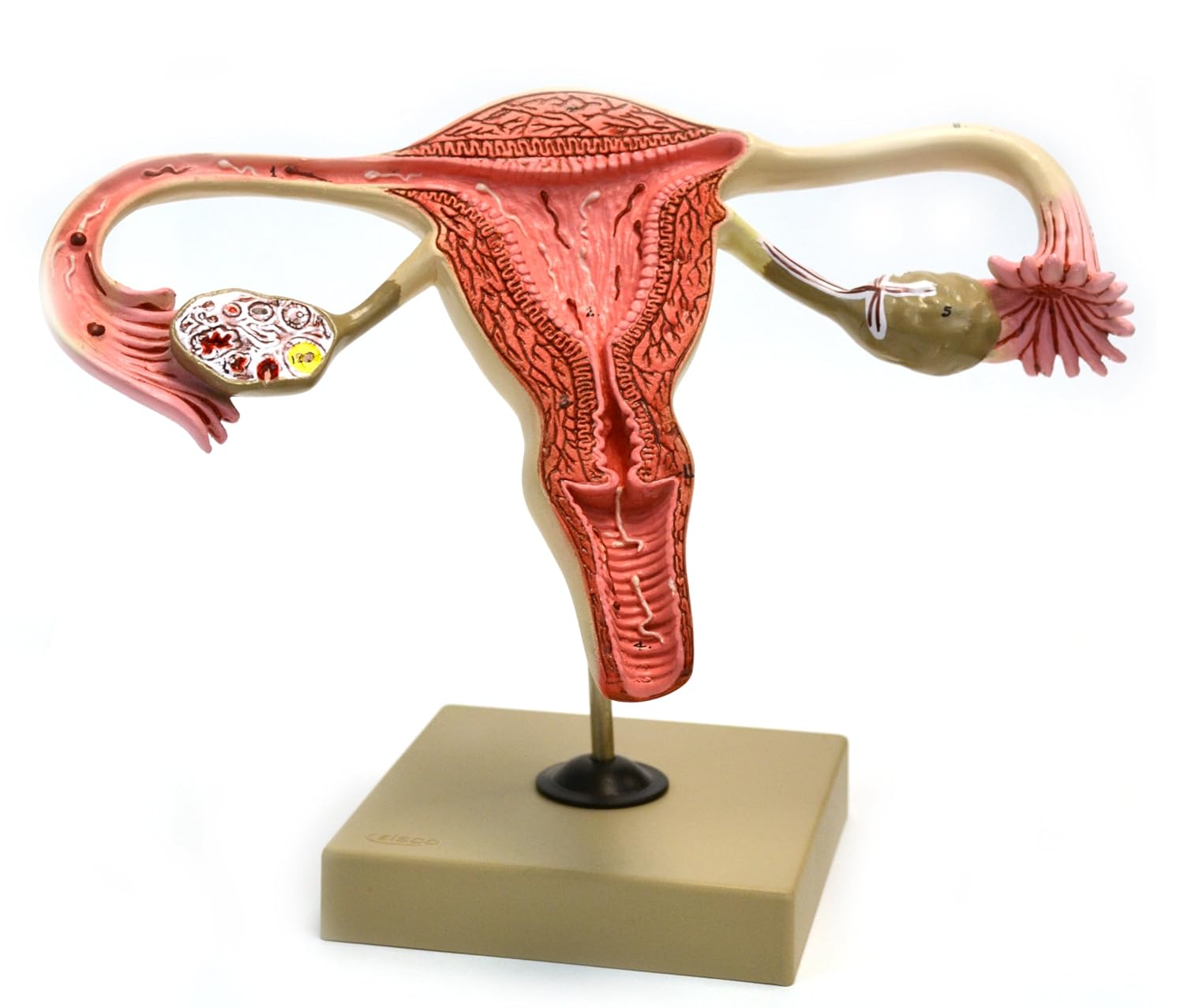 Eisco Labs – Modelo reproductivo femenino de tamaño real 3X, desarrollo detallado de ovarios y óvulos, 12 x 5.5 x 8 pulgadas, con tarjeta de llave